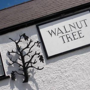 walnut tree