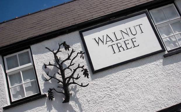 walnut tree